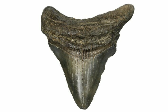 Serrated, Juvenile Megalodon Tooth - South Carolina #183137